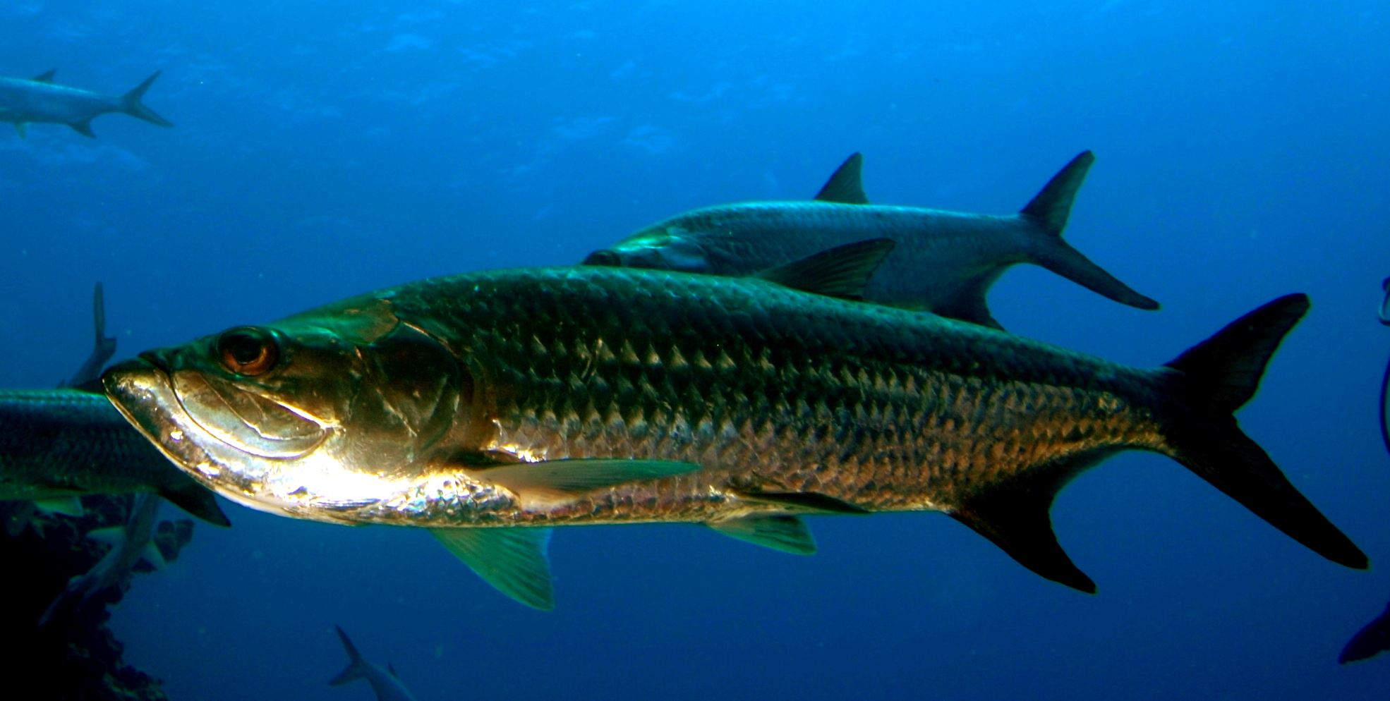 Tarpon